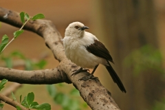 Southern Pied Babbler - 3 Southern Pied Babbler - 3