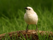 Southern Pied Babbler - 4