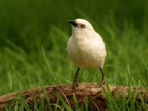 Southern Pied Babbler - 4 Southern Pied Babbler - 4