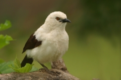 Southern Pied Babbler - 1 Southern Pied Babbler - 1