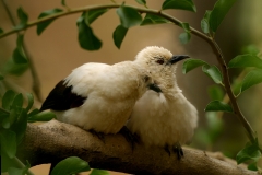 Southern Pied Babbler - 2 Southern Pied Babbler - 2