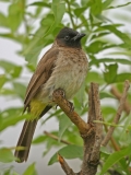Dark-capped Bulbu - 1 Dark-capped Bulbu - 1