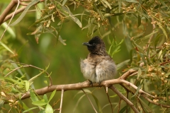Dark-capped Bulbu - 2 Dark-capped Bulbu - 2