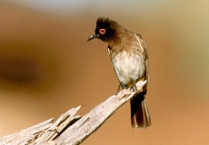 African Red-eyed Bulbul - 3 African Red-eyed Bulbul - 3