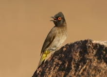 African Red-eyed Bulbul - 1