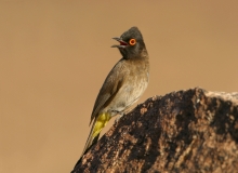 African Red-eyed Bulbul - 1 African Red-eyed Bulbul - 1