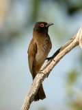 African Red-eyed Bulbul - 2 African Red-eyed Bulbul - 2