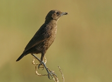 Ant-eating Chat Ant-eating Chat