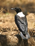 Pied Crow Pied Crow