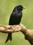 Fork-tailed Drongo - 1