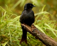 Fork-tailed Drongo - 2