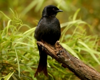 Fork-tailed Drongo - 2 Fork-tailed Drongo - 2