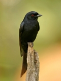 Fork-tailed Drongo - 3