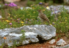 Large-billed Lark Large-billed Lark