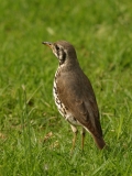 Groundscraper Thrush - 1 Groundscraper Thrush - 1