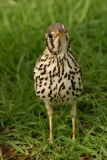 Groundscraper Thrush - 2 Groundscraper Thrush - 2