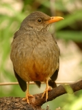 Karoo Thrush Karoo Thrush