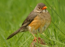 Kurrichane Thrush - 2 Kurrichane Thrush - 2
