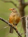 Kurrichane Thrush - 1 Kurrichane Thrush - 1