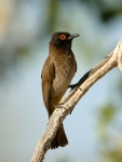 African Red-eyed Bulbul - 2