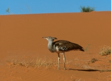 Kori Bustard - 2 Kori Bustard - 2