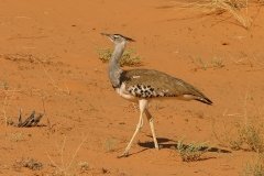 Kori Bustard - 1 Kori Bustard - 1
