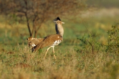 Kori Bustard - 3 Kori Bustard - 3