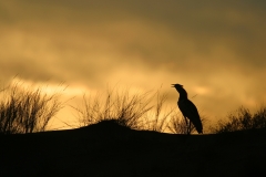Kori Bustard - 4 Kori Bustard - 4
