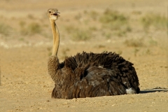 Common Ostrich - hen