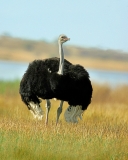 Common Ostrich - cock Common Ostrich - cock