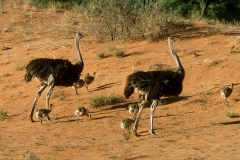 Common Ostriches - chicks Common Ostriches - chicks