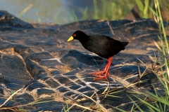 Black Crake Black Crake