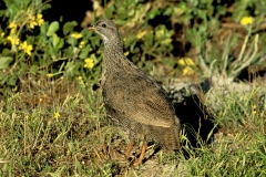 Cape Francolin - 1 Cape Francolin - 1