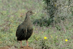 Cape Francolin - 2 Cape Francolin - 2