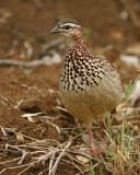 Crested Francolin Crested Francolin