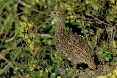 Grey-winged Francolin Grey-winged Francolin