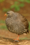 Natal Francolin - 2 Natal Francolin - 2