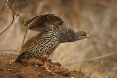 Natal Francolin - 1 Natal Francolin - 1