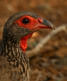 Swainson's Spurfowl (Francolin) - 1 Swainson's Spurfowl (Francolin) - 1