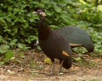 Crested Guineafowl - 2