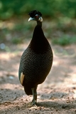 Crested Guineafowl - 1 Crested Guineafowl - 1
