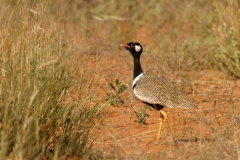 Northern Black Korhaan - 1 Northern Black Korhaan - 1