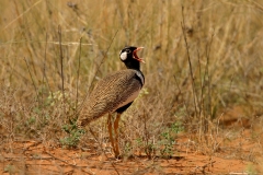 Northern Black Korhaan - 2 Northern Black Korhaan - 2
