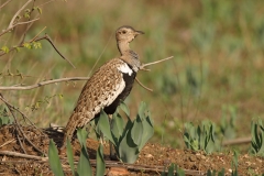 Red-crested Korhaan - 1 Red-crested Korhaan - 1