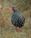 Red-necked Spurfowl Red-necked Spurfowl