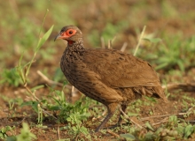 Swainson's Spurfowl (Francolin) - 2 Swainson's Spurfowl (Francolin) - 2