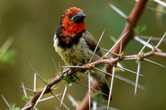 Black-collared Barbet - 2 Black-collared Barbet - 2