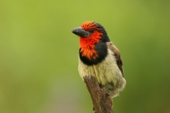 Black-collared Barbet - 1 Black-collared Barbet - 1