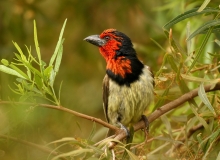Black-collared Barbet - 3 Black-collared Barbet - 3