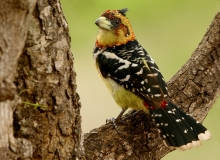 Crested Barbet - 1 Crested Barbet - 1